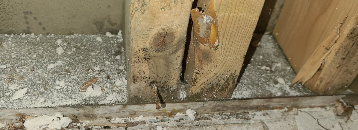 Am I Allergic To Mold?