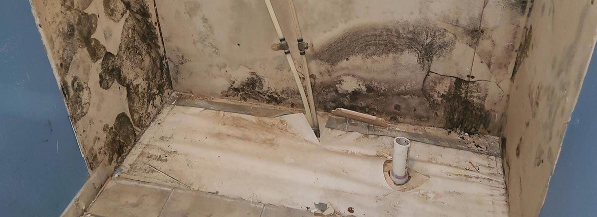 Black Mold: Professional Toxic Mold Removal
