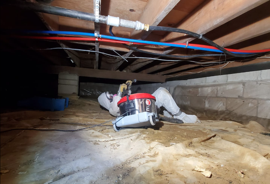 monmouth county mold remediation 