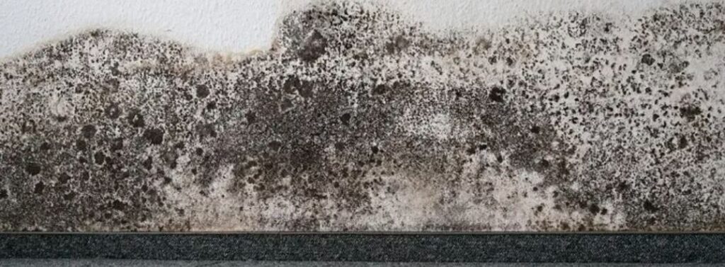 mold prevention for flooded moldy carpets in monmouth county new jersey