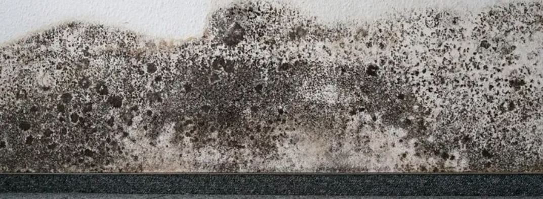 Mold Prevention – How To Keep Mold Out Of Your Carpet