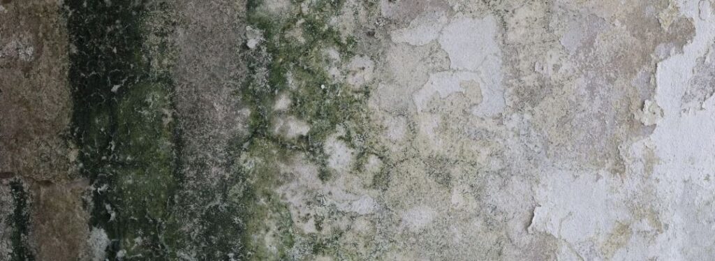 mold damage in monmouth county new jersey