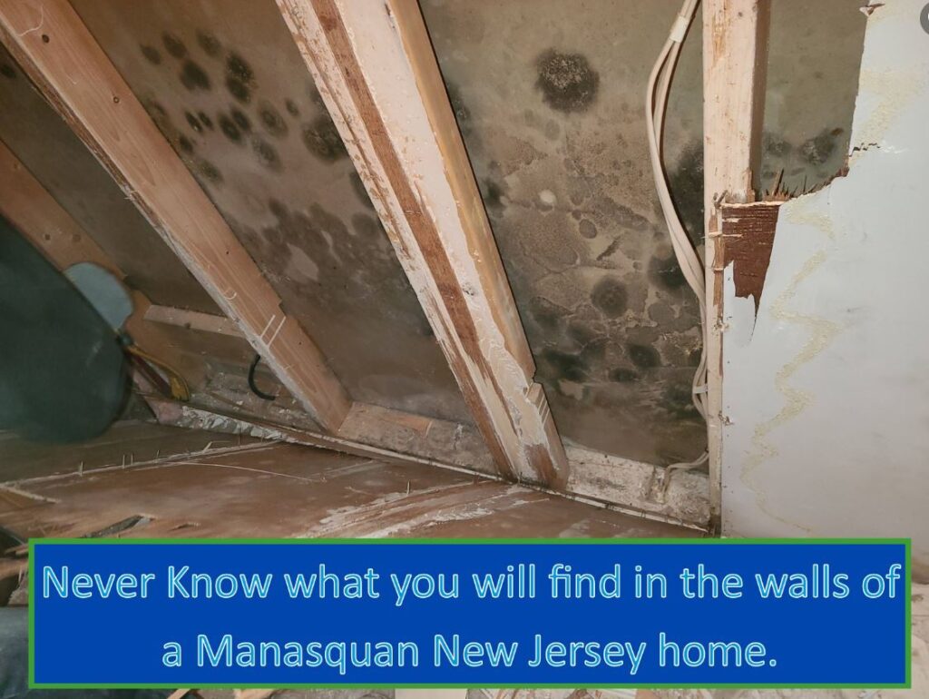mold in walls in manasquan new jersey 