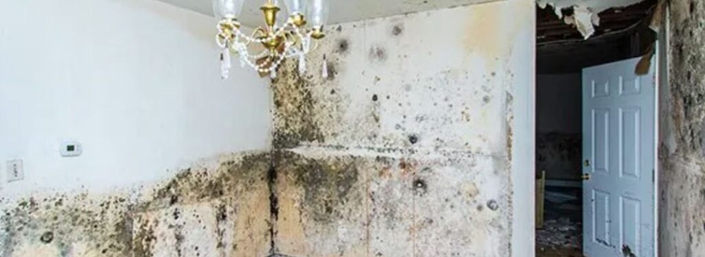 mold on walls in monmouth county new jersey