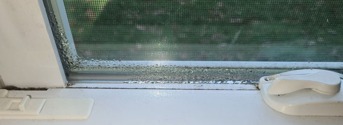 Mold Infestation And Moisture: Addressing The Source