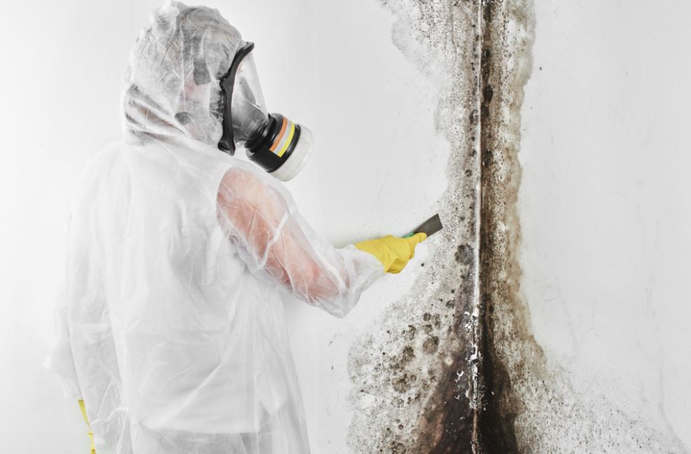 black mold toxicity toms river new jersey