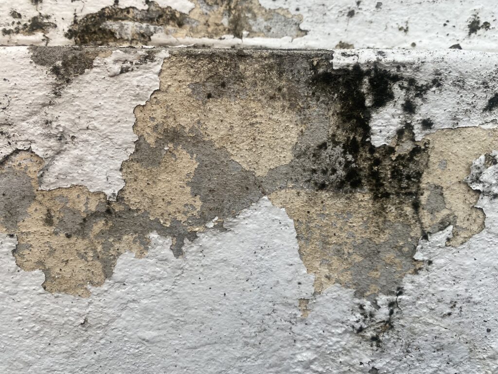 mold infestation remediation in shewsbury, nj