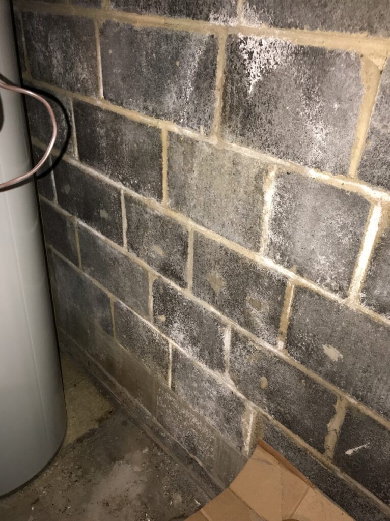 basement mold on foundation walls in New Jersey