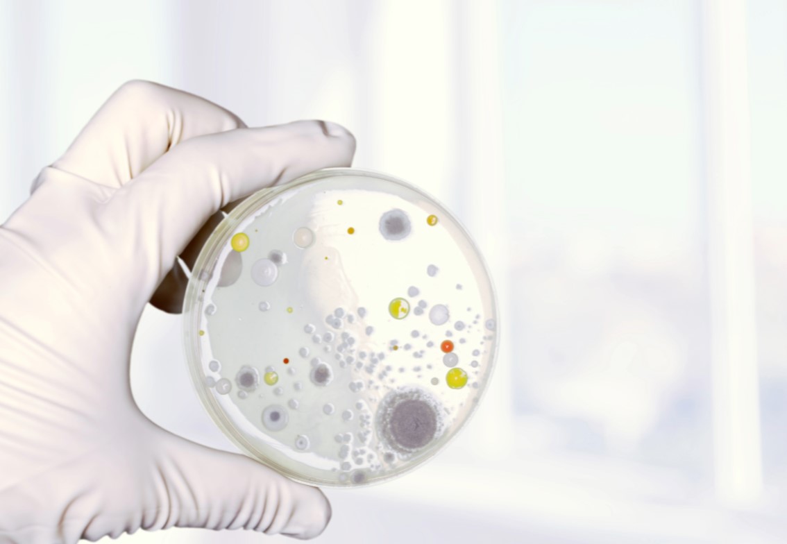 Why should you have a mold clearance test after mold removal is complete?