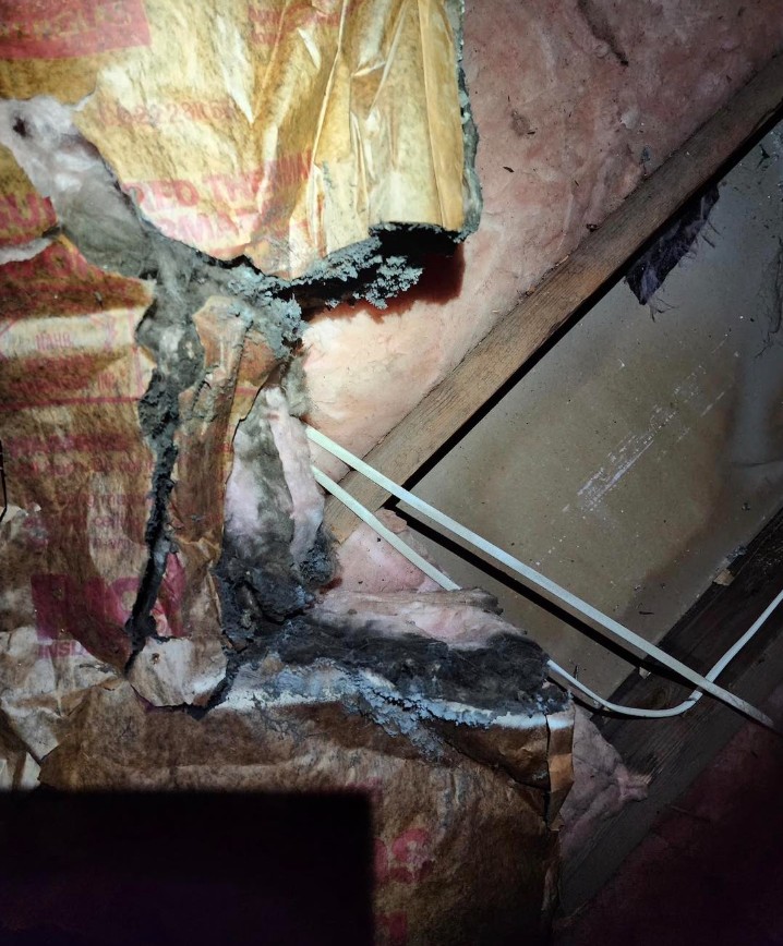 best mold insulation removal company in new jersey